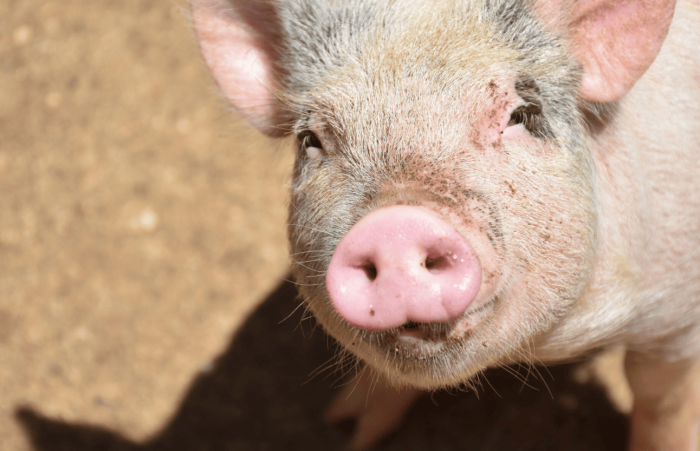 К 2030 году в России появятся генетически модифицированные свиньи-доноры органов | Генмодифицированные свиньи как доноры: российский проект на 2030 год