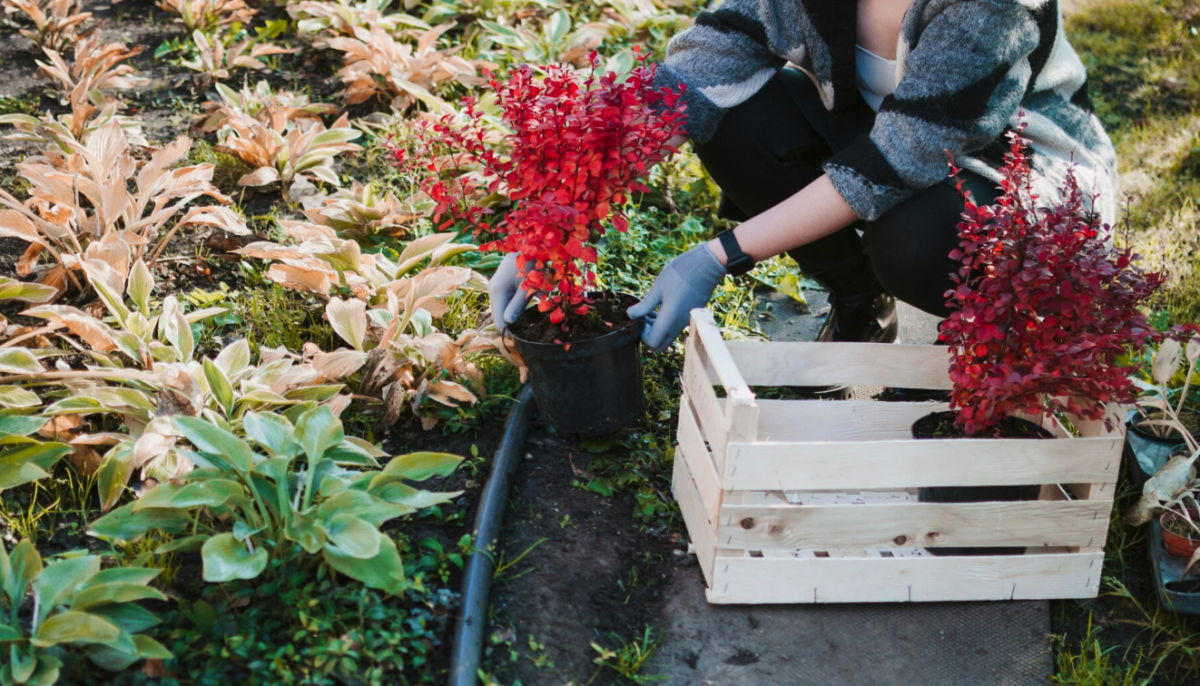 Надёжный способ вырастить петунию из гранул: секреты дружных всходов | Простой способ посева петунии гранулами: зубочистка и надёжные хитрости Надёжный способ вырастить петунию из гранул: секреты дружных всходов | Простой способ посева петунии гранулами: зубочистка и надёжные хитрости